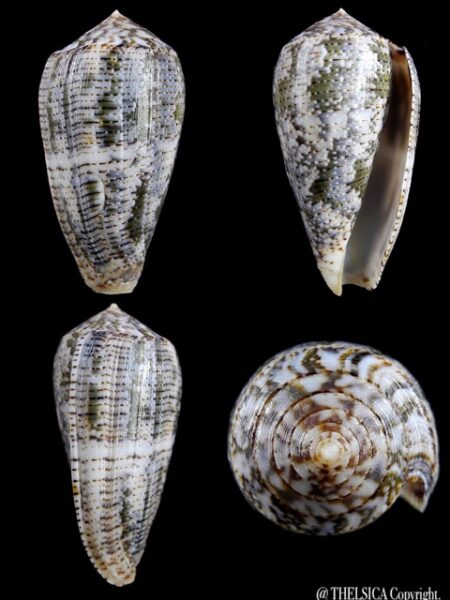 Conus barbara 49,7 mm F+++-0
