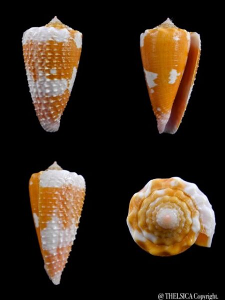 Conus optimus " granulated" 36,7 mm Gem-0