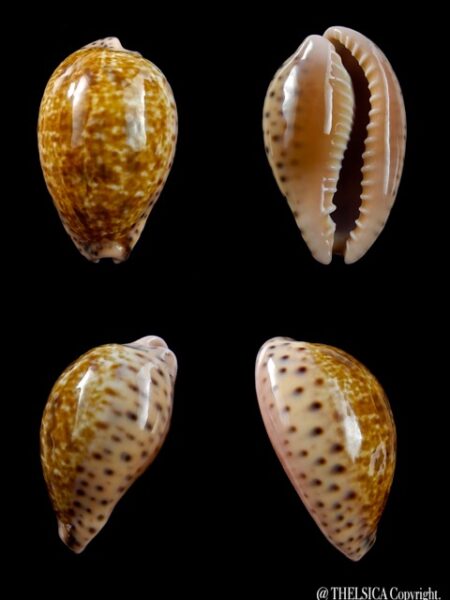 Cypraea annettae aequinoctialis 35,5 mm Gem-0