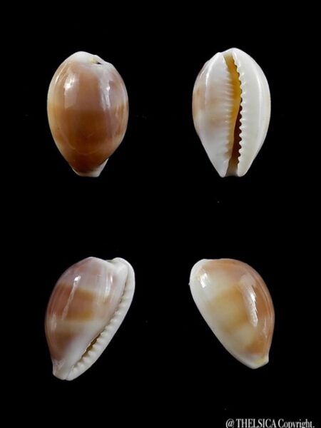 Cypraea artuffeli 13,9 mm Gem-0