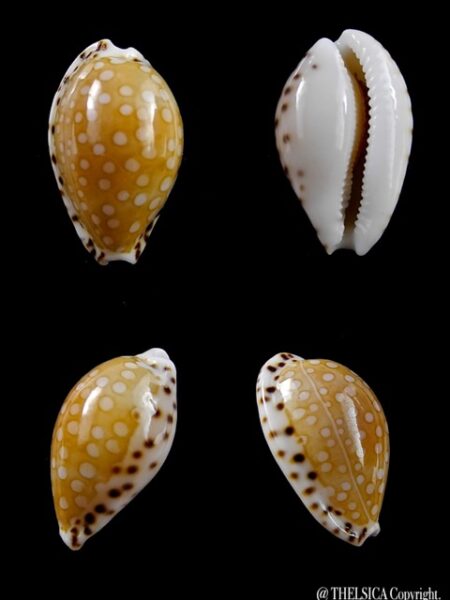 Cribrarula astaryi f. lefaiti 19,8 mm Gem-0