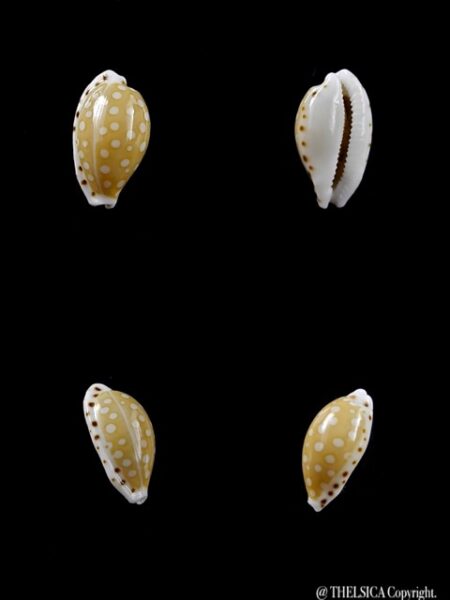 Cypraea cumingii. 12,1 mm Gem-0