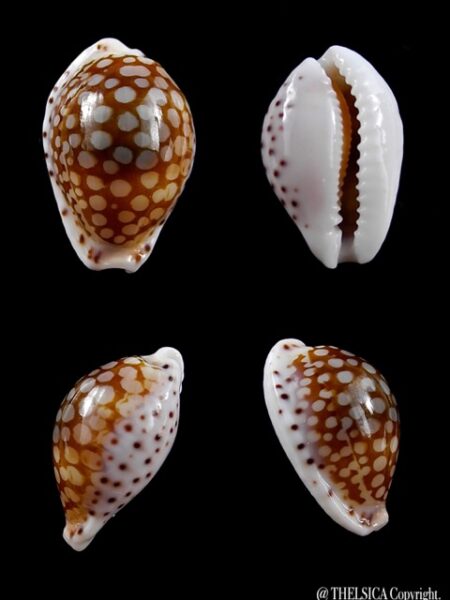 Cypraea esontropia esontropia. 19,2 mm Gem-0