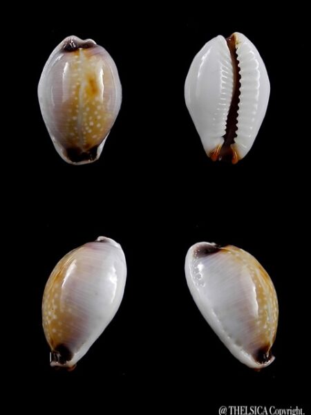 Cypraea gangranosa rentsii 16,4 mm Gem-0