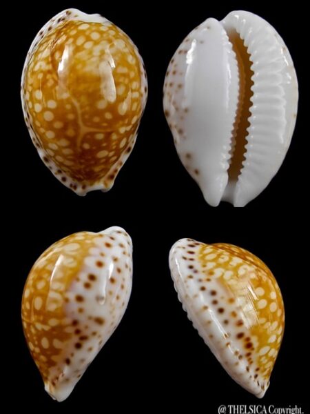 Cypraea gaskoinii " Big Size" 23,9 mm Gem-0