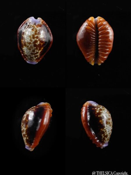 Cypraea helvola argella "tres petite taille" 16,4 mm Gem-0