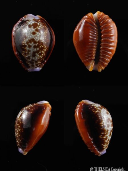 Cypraea helvola argella 20,3 mm Gem-0