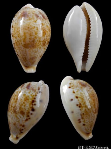 Cypraea hungerfordi coucomi 37,4 mm Gem-0