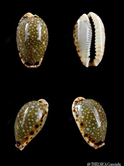 Naria labrolineata f. nashi. 16,9 mm Gem-0
