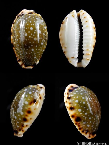 Naria labrolineata f. nashi. 20,3 mm Gem-0
