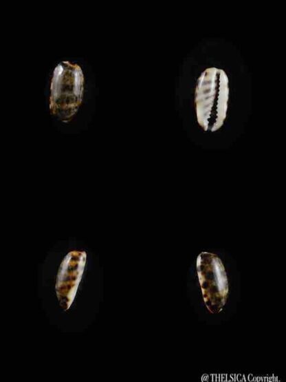 Cypraea listeri melvilli " very small size" 11,4 mm Gem-0