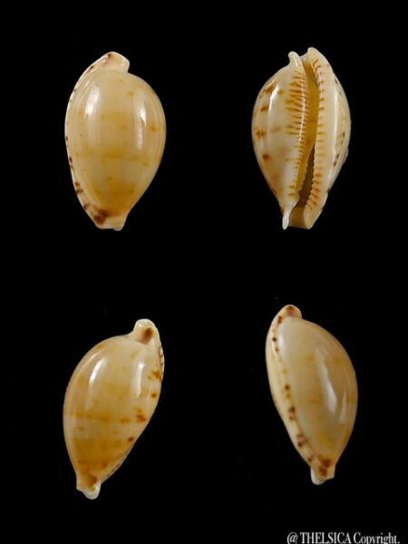 Ransionella martini superstes 17,1 mm Gem-0