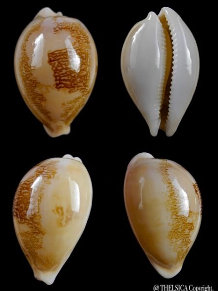 Cypraea sakuraii 44,4 mm Gem-0
