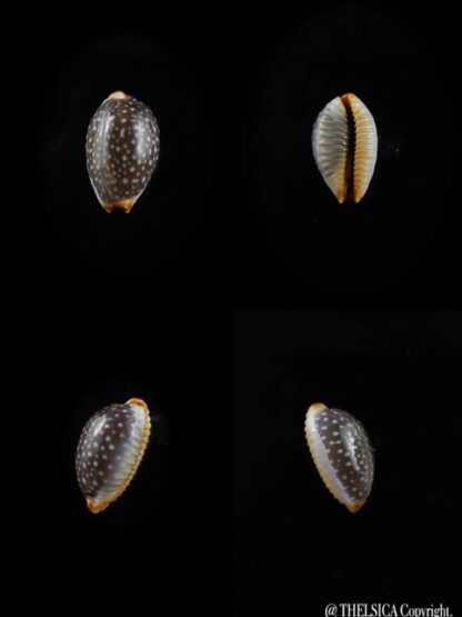 Cypraea staphylaea f. consobrina " small size " 10,4 mm Gem-0