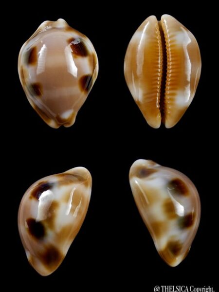 Cypraea tessellata 26,9 mm Gem-0
