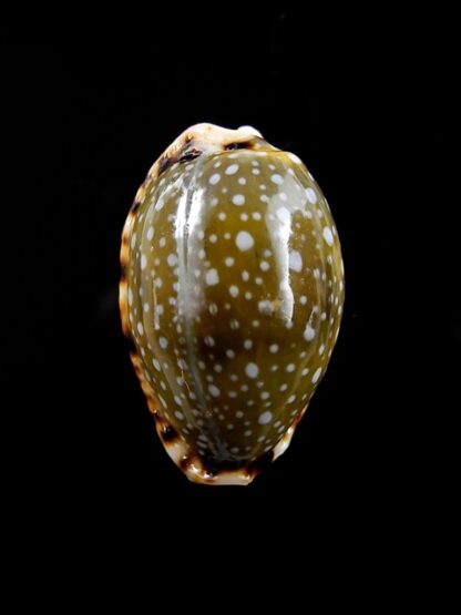 Naria labrolineata f. nashi. 20,3 mm Gem-10543