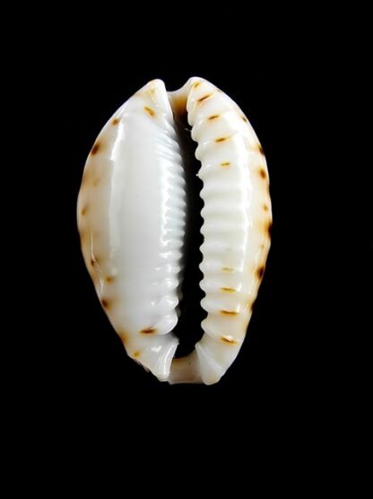 Naria labrolineata f. nashi. 20,3 mm Gem-10545