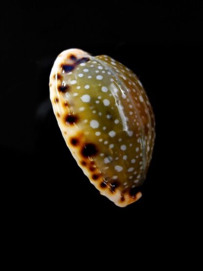 Naria labrolineata f. nashi. 20,3 mm Gem-10541