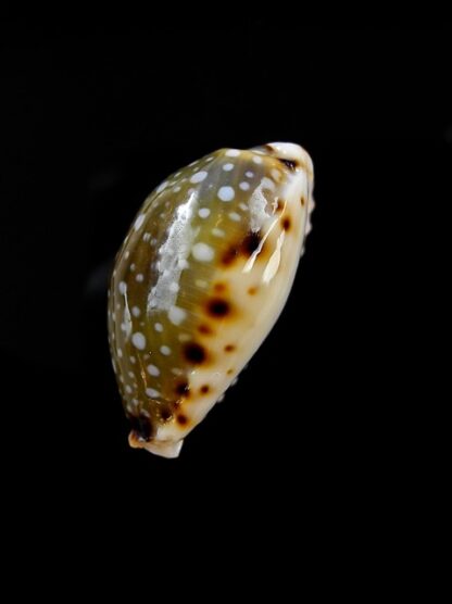 Naria labrolineata f. nashi. 20,3 mm Gem-10542