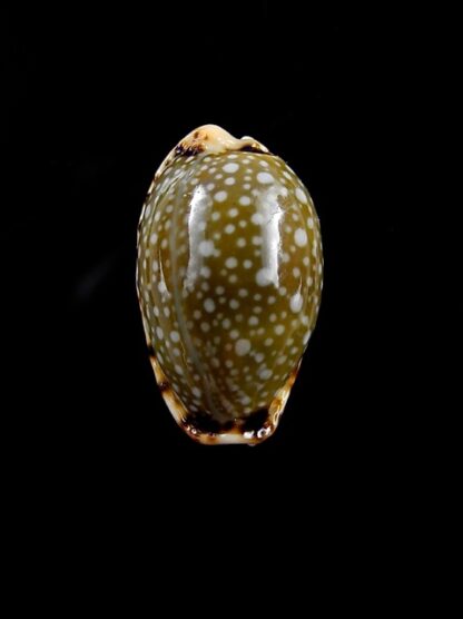 Naria labrolineata f. nashi. 16,9 mm Gem-10531