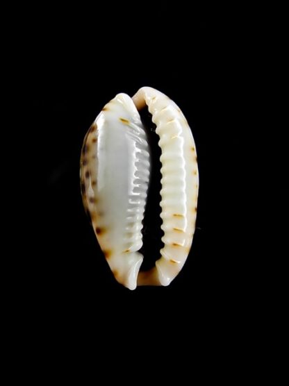 Naria labrolineata f. nashi. 16,9 mm Gem-10533