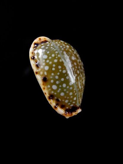 Naria labrolineata f. nashi. 16,9 mm Gem-10535