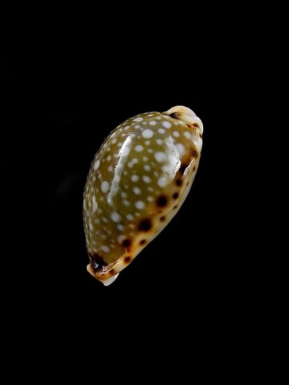 Naria labrolineata f. nashi. 16,9 mm Gem-10532