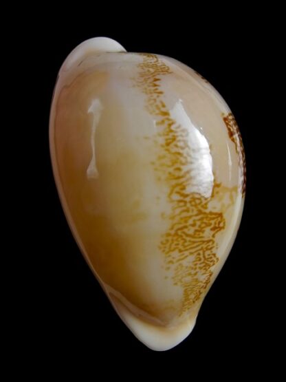 Cypraea sakuraii 44,4 mm Gem-10599