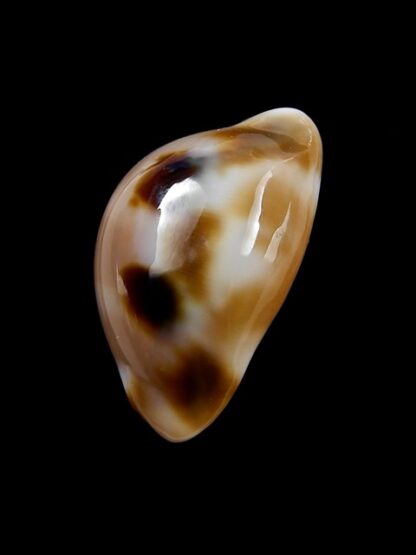 Cypraea tessellata 26,9 mm Gem-10637