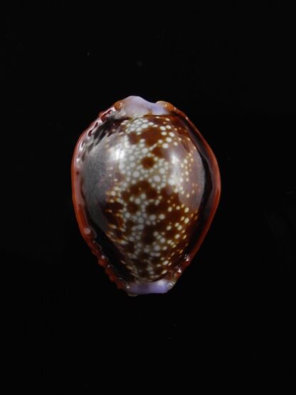 Cypraea helvola argella 20,3 mm Gem-10505