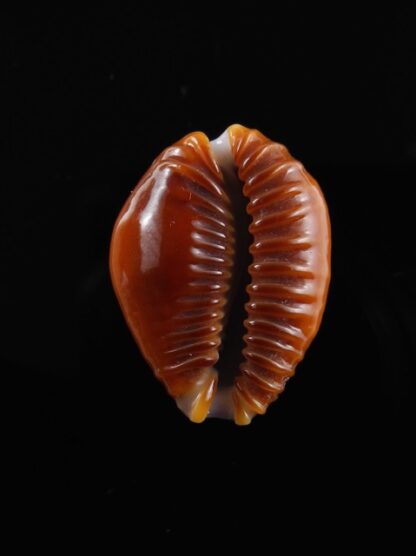 Cypraea helvola argella 20,3 mm Gem-10507