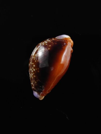 Cypraea helvola argella 20,3 mm Gem-10503