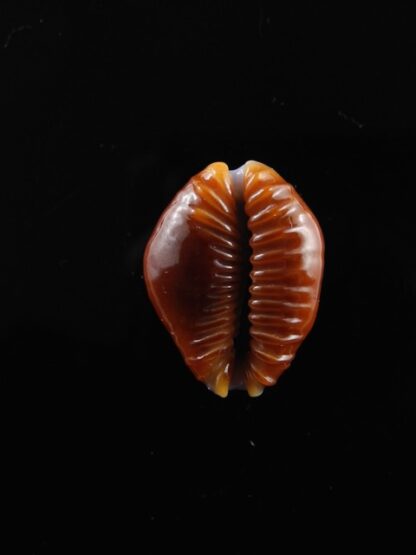 Cypraea helvola argella "tres petite taille" 16,4 mm Gem-10515