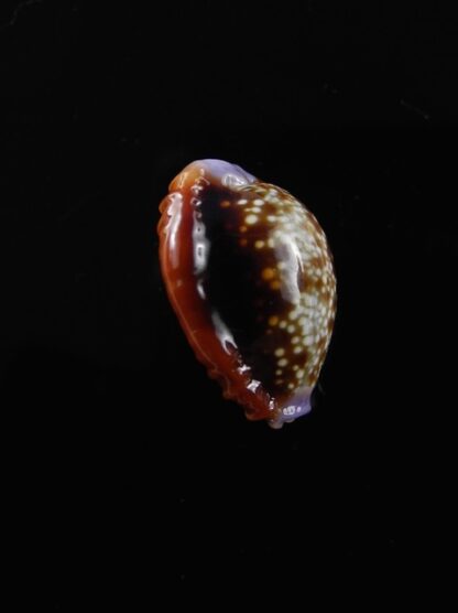 Cypraea helvola argella "tres petite taille" 16,4 mm Gem-10517