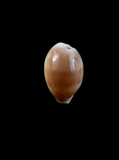 Cypraea artuffeli 13,9 mm Gem-10367