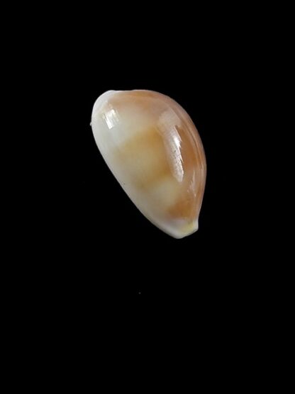 Cypraea artuffeli 13,9 mm Gem-10368