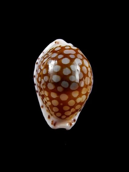 Cypraea esontropia esontropia. 19,2 mm Gem-10441