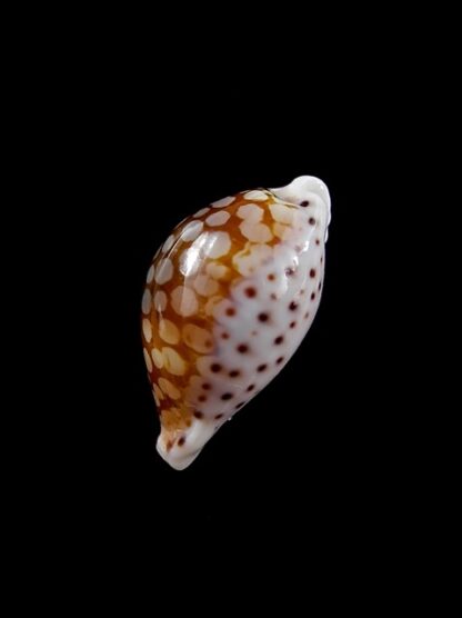 Cypraea esontropia esontropia. 19,2 mm Gem-10440