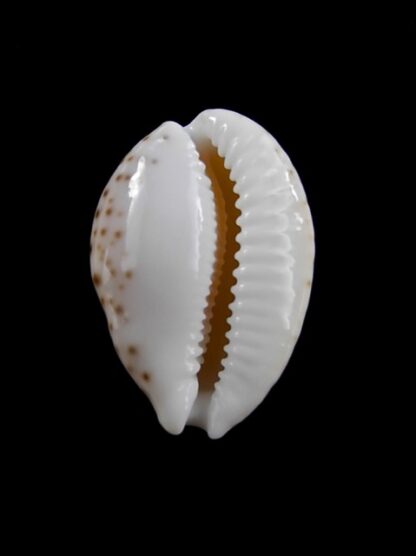 Cypraea gaskoinii " Big Size" 23,9 mm Gem-10489