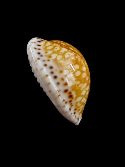 Cypraea gaskoinii " Big Size" 23,9 mm Gem-10492