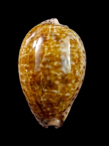 Cypraea annettae aequinoctialis 35,5 mm Gem-10357