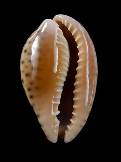 Cypraea annettae aequinoctialis 35,5 mm Gem-10360