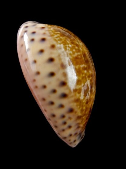 Cypraea annettae aequinoctialis 35,5 mm Gem-10361