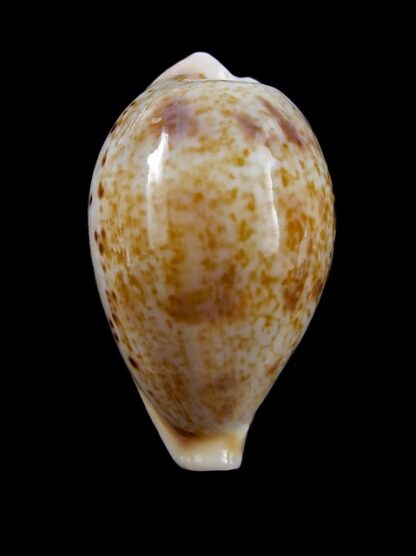 Cypraea hungerfordi coucomi 37,4 mm Gem-10525