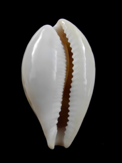 Cypraea hungerfordi coucomi 37,4 mm Gem-10526