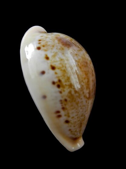 Cypraea hungerfordi coucomi 37,4 mm Gem-10524