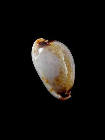 Cypraea gangranosa rentsii 17,7 mm Gem-10472