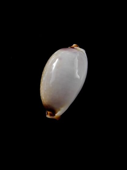 Cypraea gangranosa rentsii 17,7 mm Gem-10470