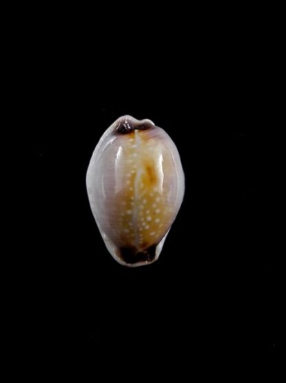 Cypraea gangranosa rentsii 16,4 mm Gem-10451