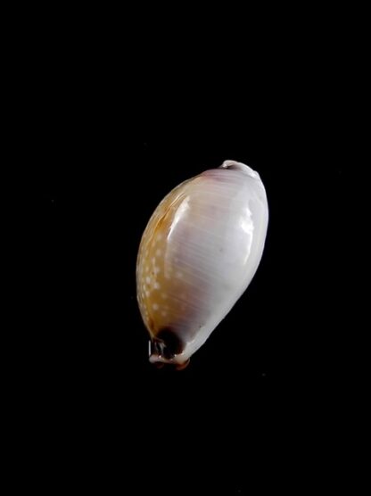 Cypraea gangranosa rentsii 16,4 mm Gem-10450